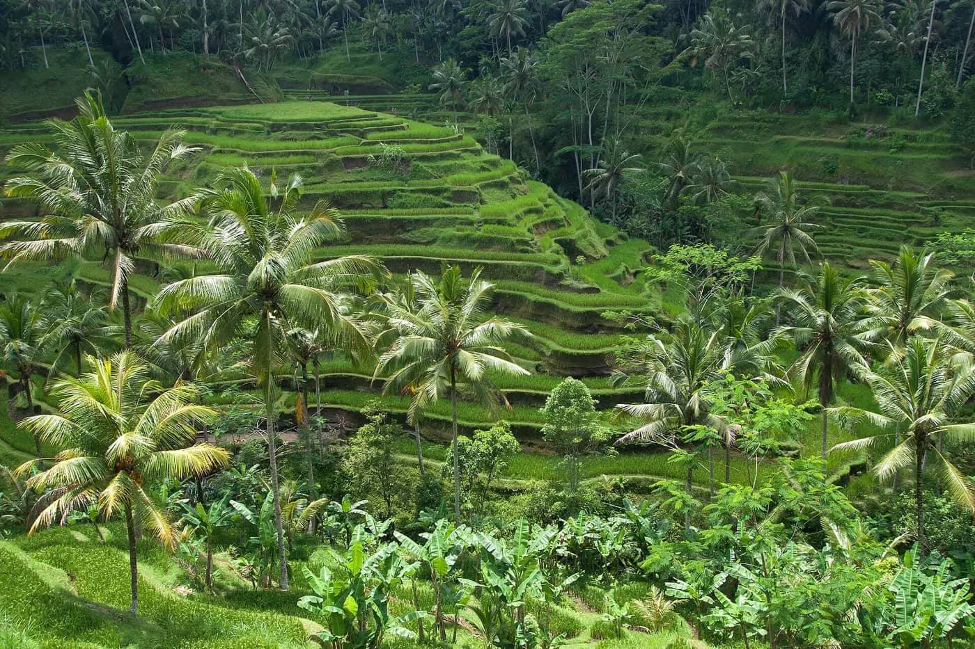 Terrazas de arroz de Tegallalang rodeadas de palmeras, en Bali