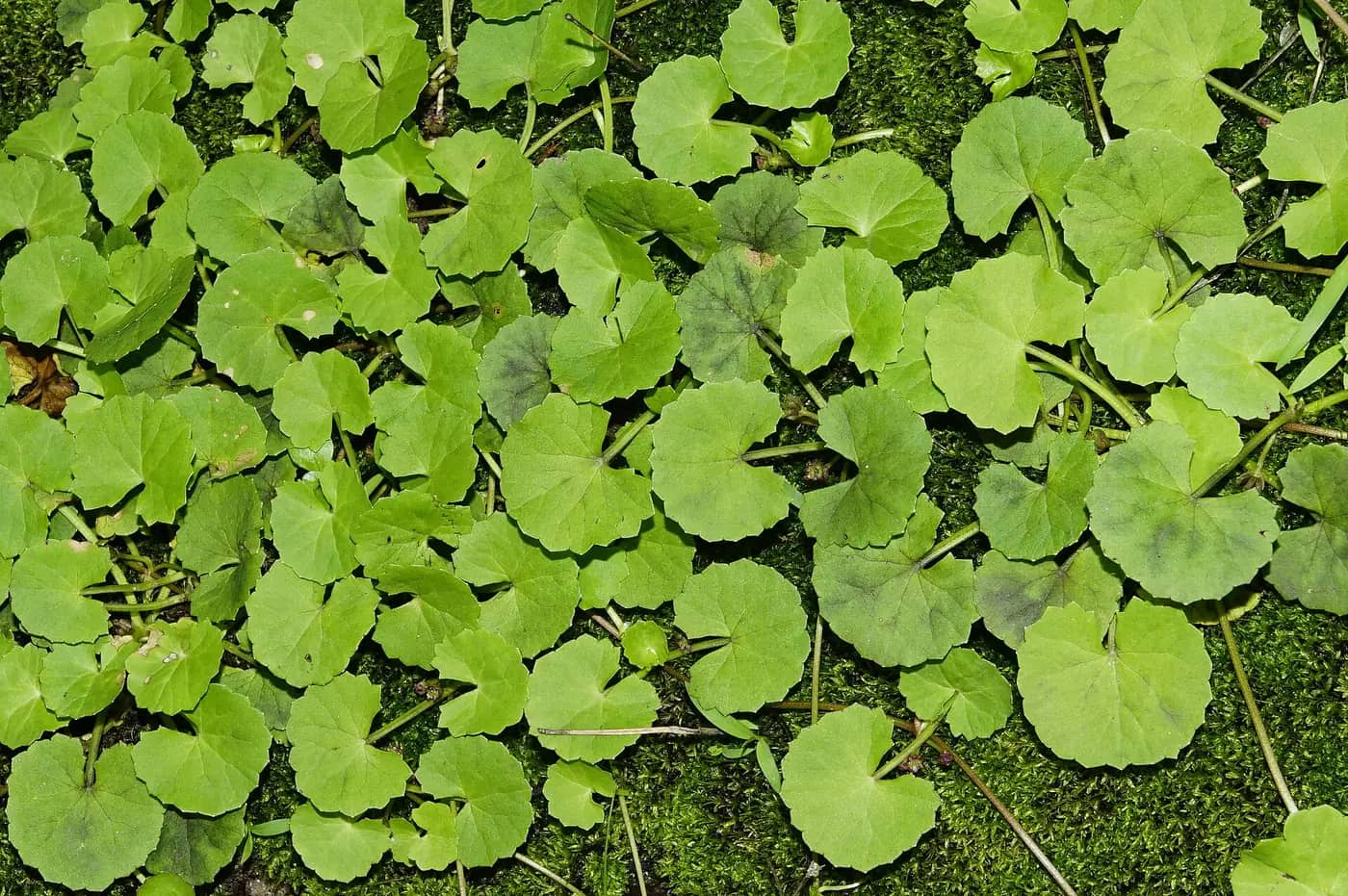 Hojas redondas de centella asiática, uno de los extractos botánicos de la fórmula
